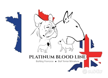 Bull terrier miniatura