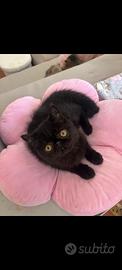 Gattino Persiano Esotico
