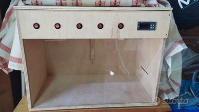 Pappagalli parrocchetti