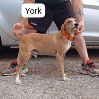 Segugi maremmani addestrati sul cinghiale