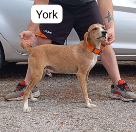 Segugi maremmani addestrati sul cinghiale