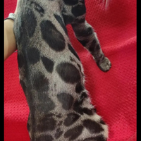 Femmina e maschio charcoal 2 anni