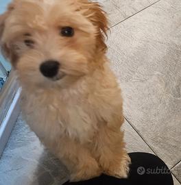 Maltipoo