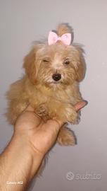 Maltipoo