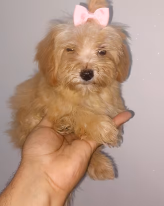 Maltipoo