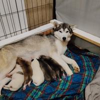 Cuccioli Siberian Husky