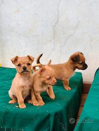 Cuccioli di cane piccola taglia meticci cagnolini