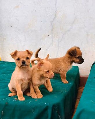 Cuccioli di cane piccola taglia meticci cagnolini