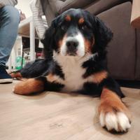 Bovaro del Bernese per cucciolata