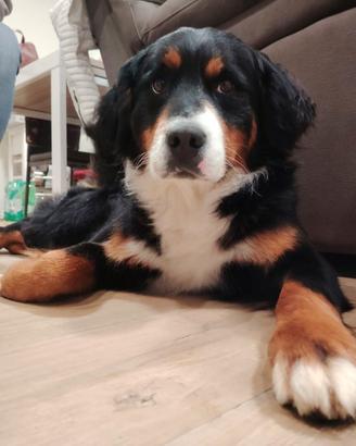 Bovaro del Bernese per cucciolata