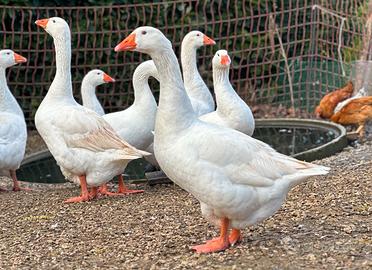Oche del campidoglio