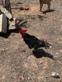 Gallo