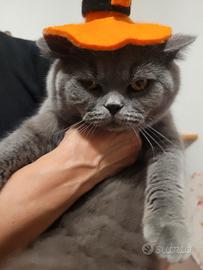 British Shorthair maschio disponibile per riprod