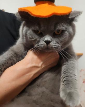 British Shorthair maschio disponibile per riprod