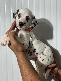 Cucciolo Dalmata