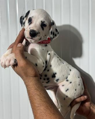 Cucciolo Dalmata
