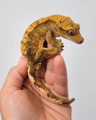 Geco ciliato e terrario bioattivo