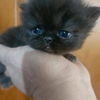 Gatto persiano nero femmina
