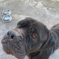 Cane corso età 4 anni