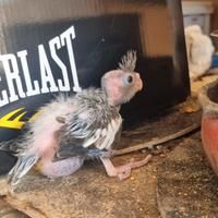 Pappagalli pullo calopsite