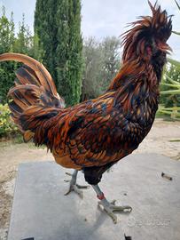 galli padovani oro orlo nero 4 elementi