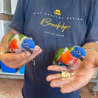 Pappagalli Lory Baby