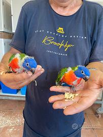 Pappagalli Lory Baby