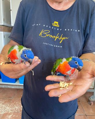 Pappagalli Lory Baby