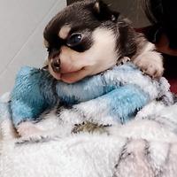 Chihuahua pedigree ENCI