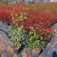 Piante ornamentali da siepe sempreverdi 