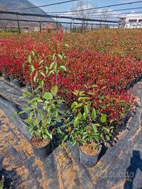 Piante ornamentali da siepe sempreverdi 