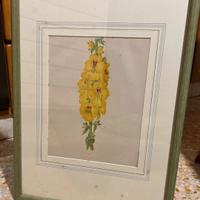 Stampa fiore di Celsia Cretica