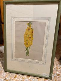 Stampa fiore di Celsia Cretica