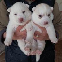 Cuccioli siberian husky con pedigree