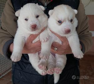 Cuccioli siberian husky con pedigree