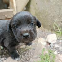 Cuccioli maschi taglia medio/piccola