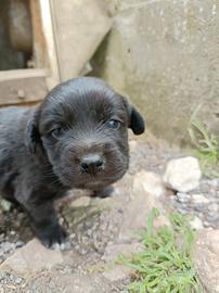 Cuccioli maschi taglia medio/piccola