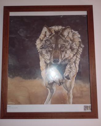quadri di lupi