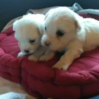 Cucciolini Maltese Toy