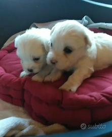 Cucciolini Maltese Toy