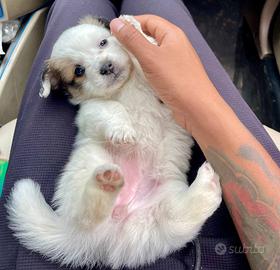 Cuccioli tipo Shih Tzu disponibili