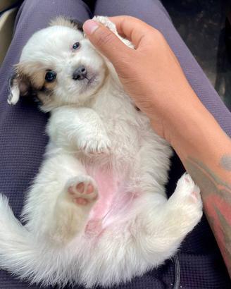 Cuccioli tipo Shih Tzu disponibili