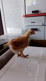 Galline