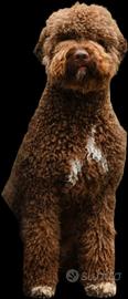 Lagotto Romagnolo