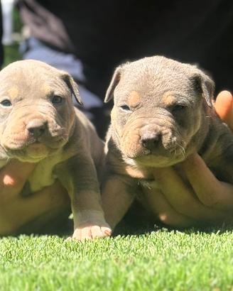 American Pitbull terrier tricolor