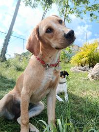 Cucciolo Labrador Toy in adozione