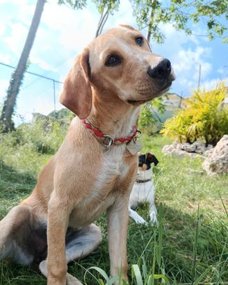 Cucciolo Labrador Toy in adozione