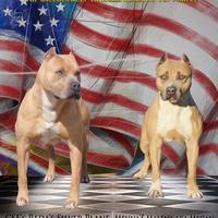 Pitbull