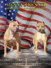 Pitbull