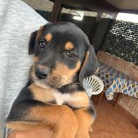 Cagnolino abbandonato
